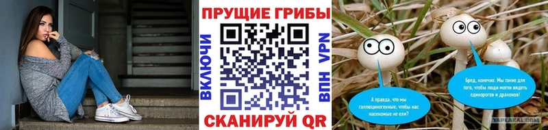 закладки  Новотитаровская  Галлюциногенные грибы MAGIC MUSHROOMS 
